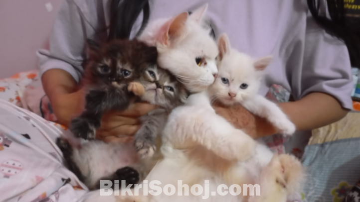 পার্শিয়ান বিড়াল